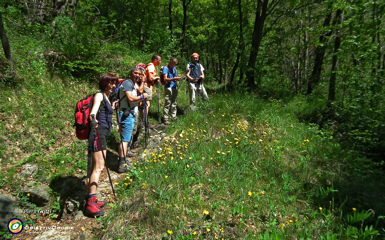 26 il Sentiero del Viandante  71 continua nel bosco....JPG